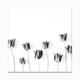 Black And White Tulips Canvas Print