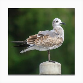 Gull  Bird Resting on a Post Canvas Print