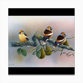 Three Birds On A Branch Canvas Print