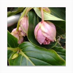 Pink Flowers On A Plant Canvas Print