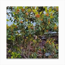 Sassafras Canvas Print