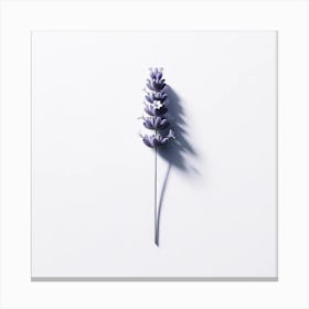 "Lavender's Shadow: A Study in Aromatic Elegance"  'Lavender's Shadow: A Study in Aromatic Elegance' offers a minimalist portrayal of a single lavender stem cast against a pristine background, its shadow adding depth and dimension. The artwork's use of light and shadow accentuates the delicate structure of the lavender, evoking a sense of calm and a connection to nature's quiet beauty. This piece is ideal for those who appreciate the subtle interplay of botanical art, simplicity, and the soothing aesthetic of cool tones in their living space. Canvas Print