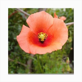 Poppy Canvas Print