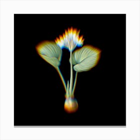 Prism Shift Cardwell Lily Botanical Illustration on Black n.0174 Canvas Print