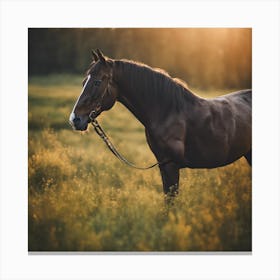 Horse Standing In A Field At Sunset Canvas Print