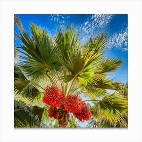 Palm Tree With Red Berries Canvas Print