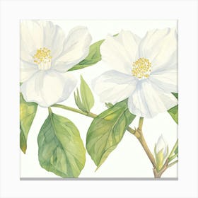 White Jasmine Canvas Print