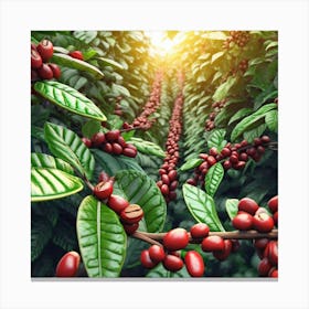 Coffee Plantation 3 Canvas Print
