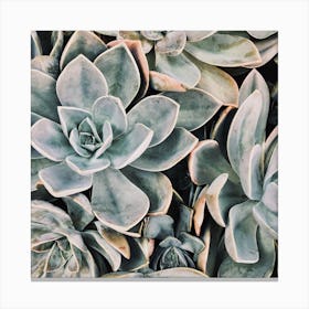 Blue Green Succulent Plant Canvas Print