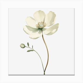 White Anemone Flower Canvas Print