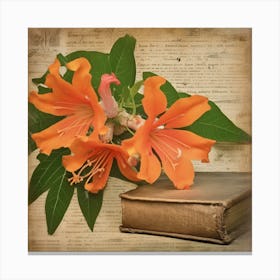 Trumpet Vine Wildflower Vintage Botanical 4 Canvas Print