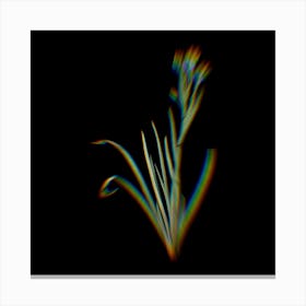 Prism Shift Bermudiana Botanical Illustration on Black n.0105 Canvas Print