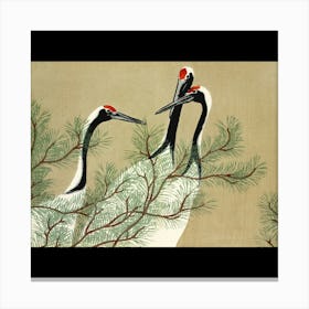 Cranes In A Pine Tree Canvas Print