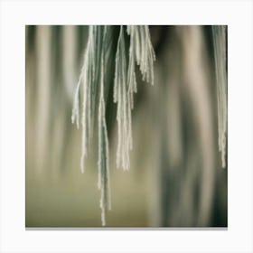 Frost On A Tree Canvas Print