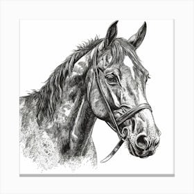 Horse Head Drawing 1 Canvas Print