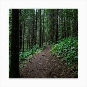 Trail In The Woods Canvas Print