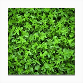 Green Leaves In A Garden Canvas Print