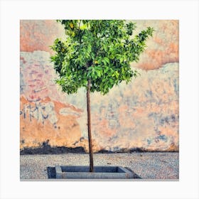Small Orange Tree Of Granada Square Canvas Print