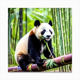 Panda Bear Eating Bamboo 2 Canvas Print