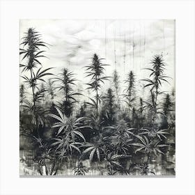 Cannabis Field Canvas Print