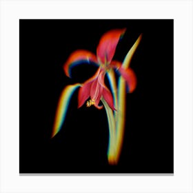 Prism Shift Amaryllis Botanical Illustration on Black n.0060 Canvas Print