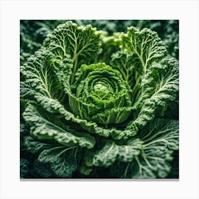 Close Up Of A Cabbage 6 Canvas Print