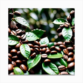 Coffee Beans On A Tree 50 Canvas Print