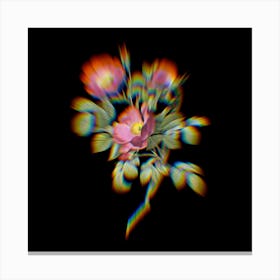 Prism Shift Rose of Love Bloom Botanical Illustration on Black Canvas Print