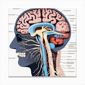 Brain Anatomy 8 Canvas Print
