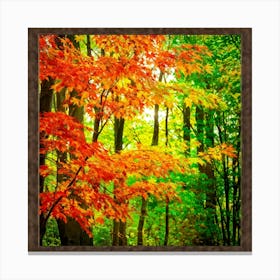 Autumn Frame Embracing Bright Foliage Maple Leaves Transitioning From Green To Vivid Shades Of Oran (2) Canvas Print