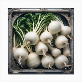 Turnip Canvas Print