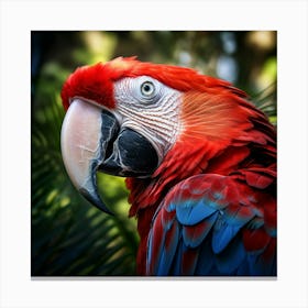 Red Macaw 3 Canvas Print