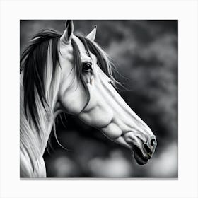 Black And White Horse Portrait Canvas Print