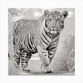 Tiger In The Jungle By Daniel Canvas Print