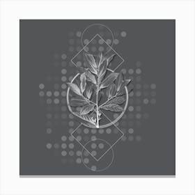 Vintage Bay Laurel Botanical with Line Motif and Dot Pattern in Ghost Gray Canvas Print