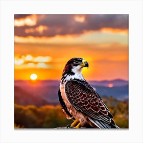 Peregrine Falcon At Sunset Canvas Print