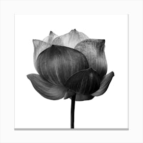 Lotus Flower 1 Canvas Print