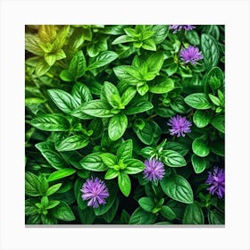 Close Up Of Purple Basil Flowers Canvas Print