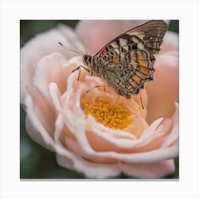 Butterfly On A Rose Canvas Print