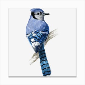 Blue Jay Bird Canvas Print