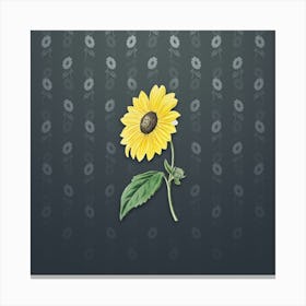 Vintage California Sunflower Botanical on Slate Gray Pattern n.2320 Canvas Print