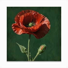 Red Poppy 1 Canvas Print