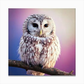 Firefly Owl, Soft, Peaceful, Smile, White, Wings, Down, Black, Big Eyes, Perched, Twig, Bokeh, Pink, (3) Canvas Print