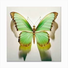 Butterfly 2 Canvas Print