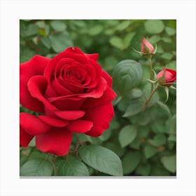 Red Rose Canvas Print