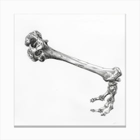 Skeleton Of A Bird Canvas Print