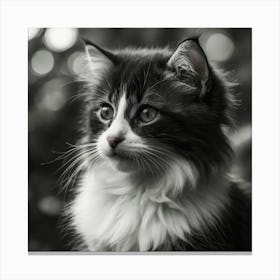 Black And White Cat 3 Canvas Print