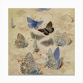 Blue Butterflies Canvas Print