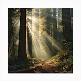 Sunlight In The Redwoods Canvas Print