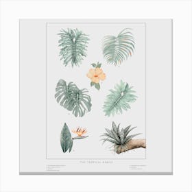 The Tropical Babies   Offwhite 1 Square Canvas Print